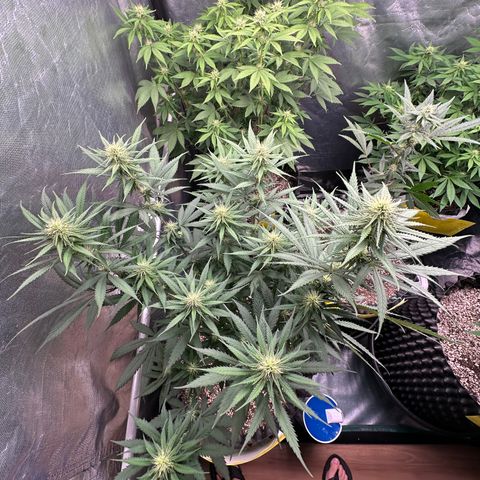 Gorilla Rainbow growlog timeline photo
