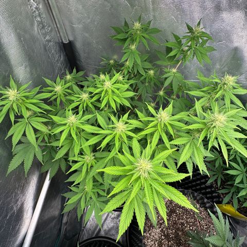 Gorilla Banana growlog timeline photo