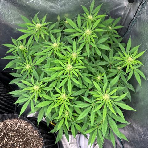 Gorilla Ghost growlog timeline photo