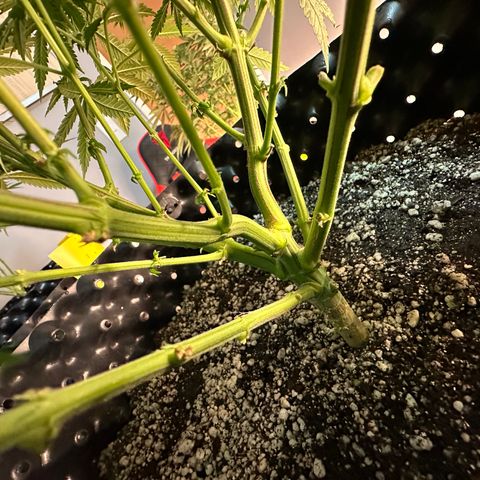Gorilla Ghost growlog timeline photo