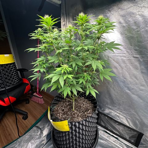 Gorilla Banana growlog timeline photo