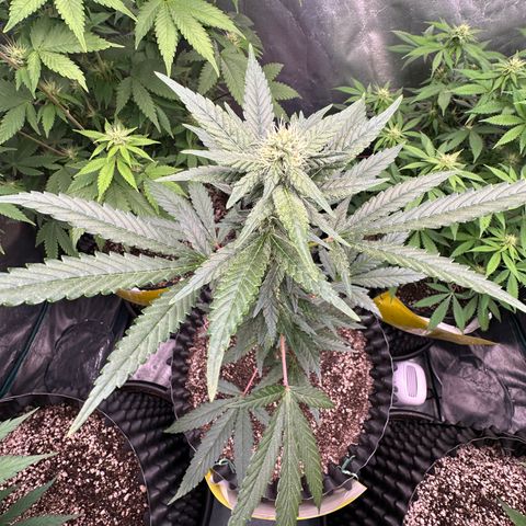 Blueberry Kush growlog timeline photo