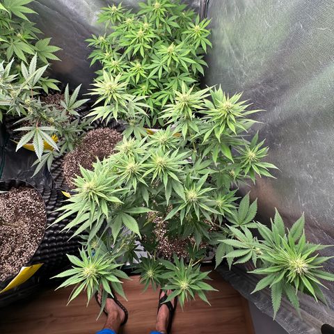 White Gorilla growlog timeline photo
