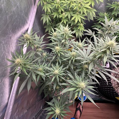Gorilla Rainbow growlog timeline photo