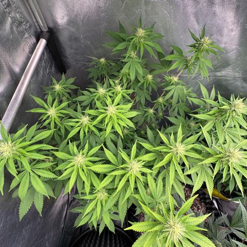 Gorilla Banana growlog timeline photo