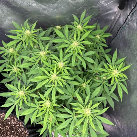 Gorilla Ghost growlog timeline photo