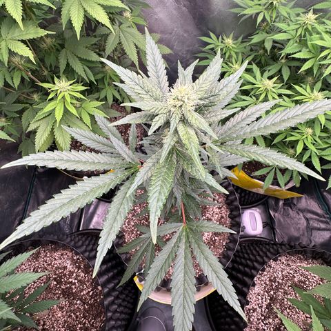 Blueberry Kush growlog timeline photo