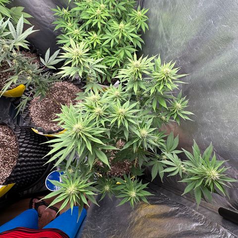 White Gorilla growlog timeline photo