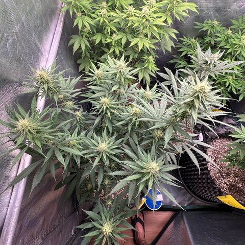 Gorilla Rainbow growlog timeline photo