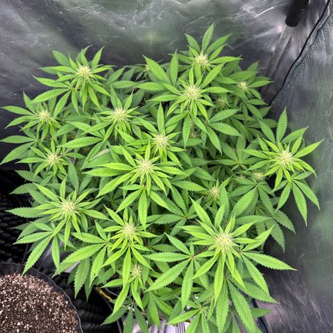 Gorilla Ghost growlog timeline photo
