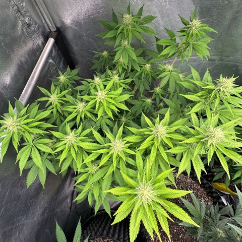 Gorilla Banana growlog timeline photo