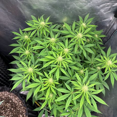 Gorilla Ghost growlog timeline photo