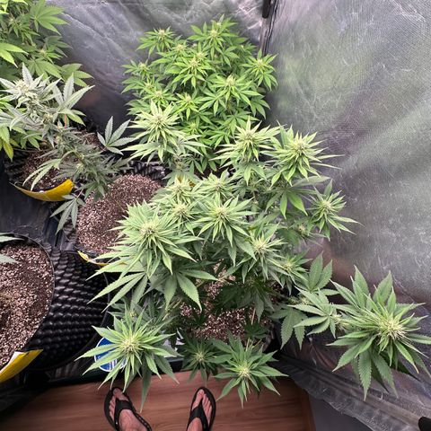 White Gorilla growlog timeline photo