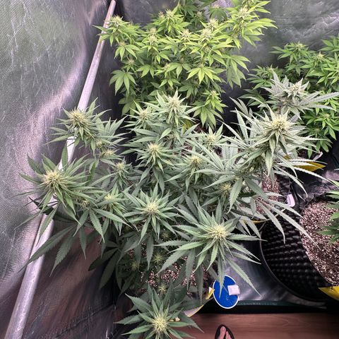 Gorilla Rainbow growlog timeline photo