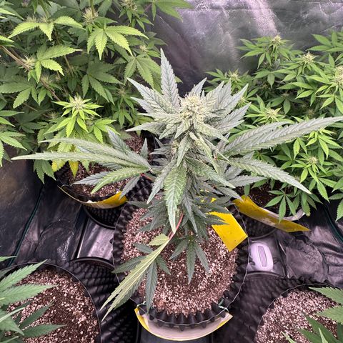 Blueberry Kush growlog timeline photo