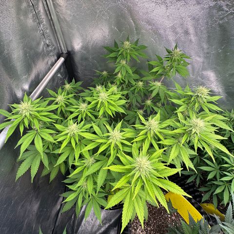 Gorilla Banana growlog timeline photo