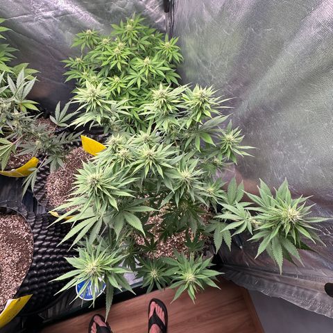 White Gorilla growlog timeline photo