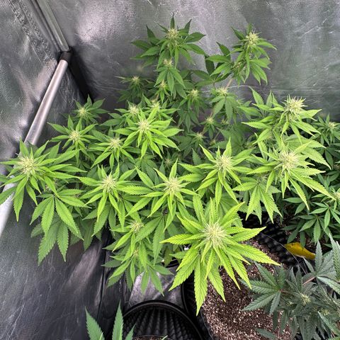 Gorilla Banana growlog timeline photo