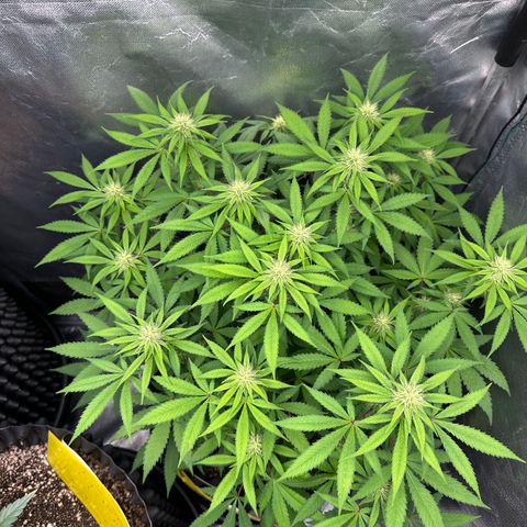 Gorilla Ghost growlog timeline photo