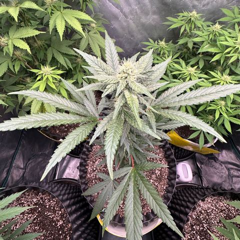 Blueberry Kush growlog timeline photo