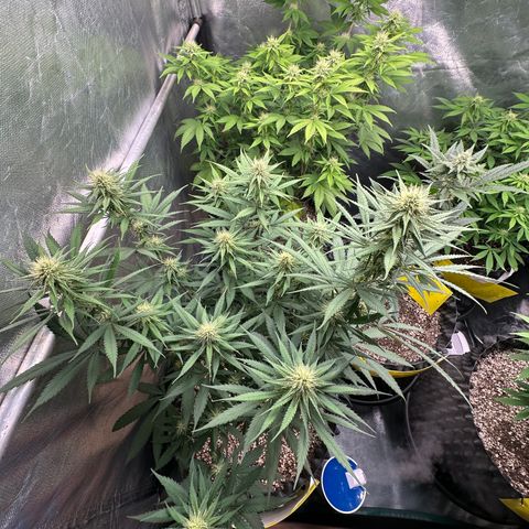 Gorilla Rainbow growlog timeline photo