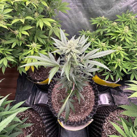 Blueberry Kush growlog timeline photo
