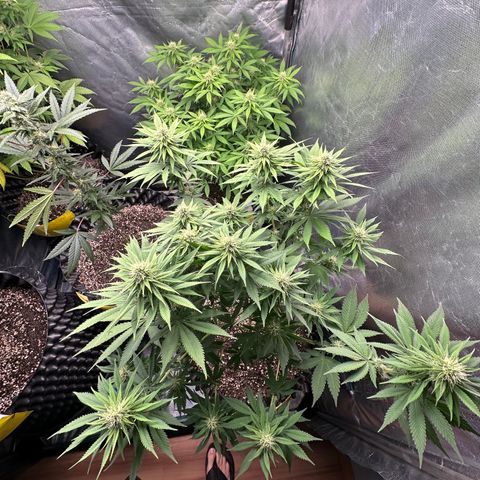 White Gorilla growlog timeline photo