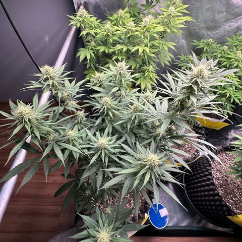 Gorilla Rainbow growlog timeline photo