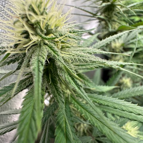 Gorilla Rainbow growlog timeline photo