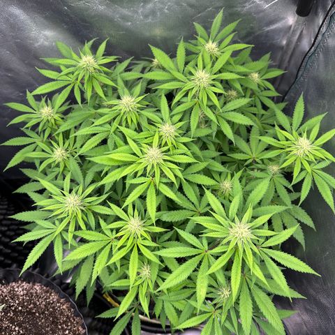 Gorilla Ghost growlog timeline photo
