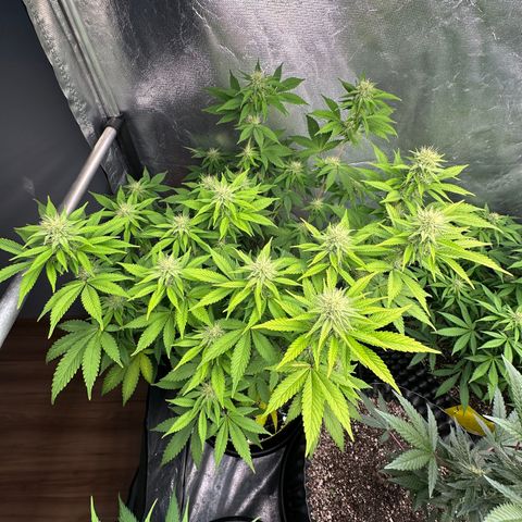 Gorilla Banana growlog timeline photo