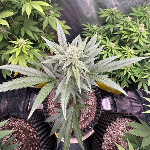 Blueberry Kush growlog timeline photo