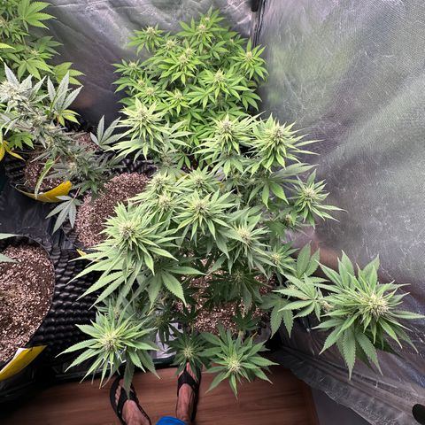 White Gorilla growlog timeline photo