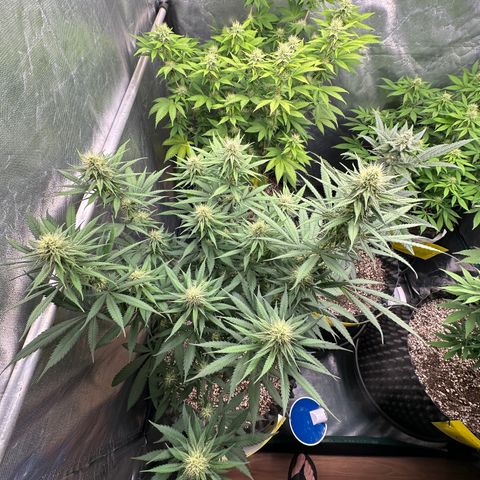 Gorilla Rainbow growlog timeline photo