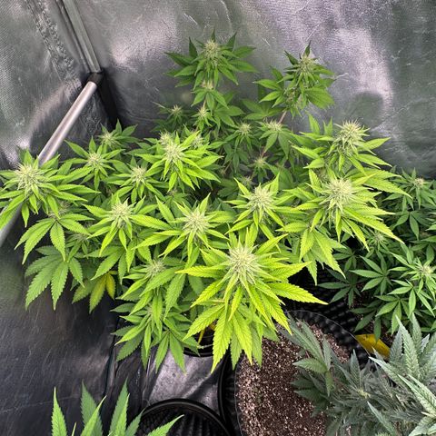 Gorilla Banana growlog timeline photo