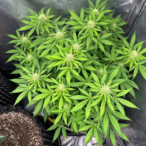 Gorilla Ghost growlog timeline photo