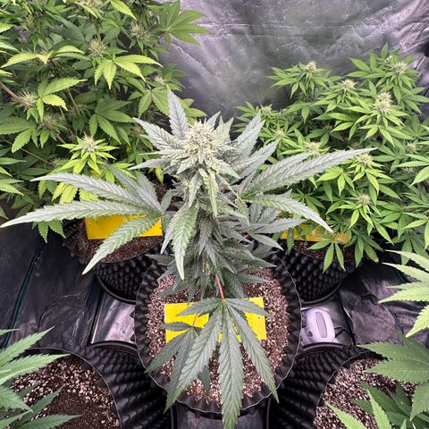 Blueberry Kush growlog timeline photo