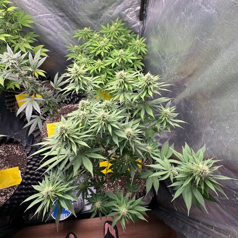 White Gorilla growlog timeline photo