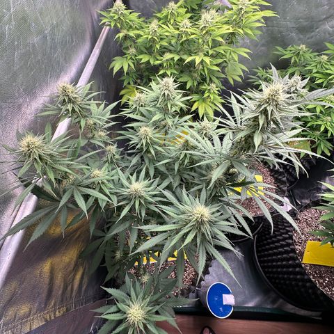 Gorilla Rainbow growlog timeline photo