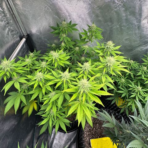 Gorilla Banana growlog timeline photo