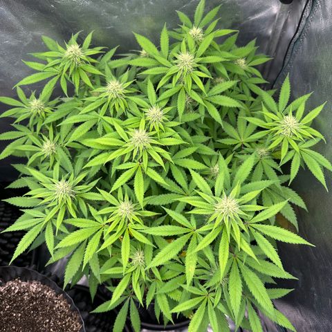 Gorilla Ghost growlog timeline photo