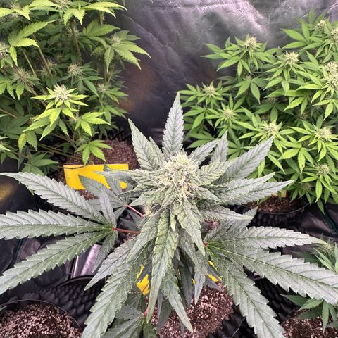 Blueberry Kush growlog timeline photo
