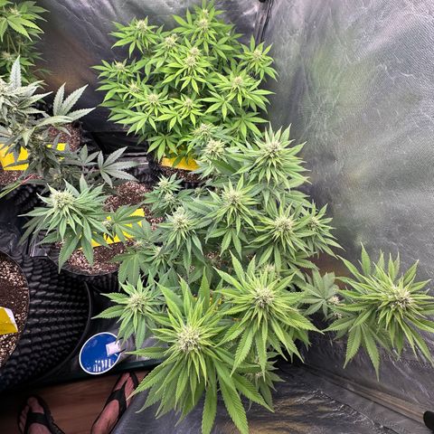 White Gorilla growlog timeline photo