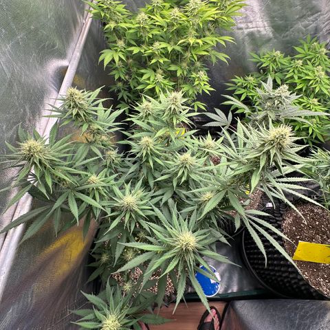 Gorilla Rainbow growlog timeline photo