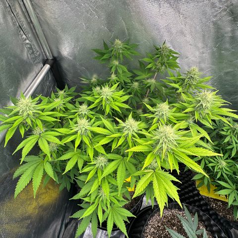 Gorilla Banana growlog timeline photo