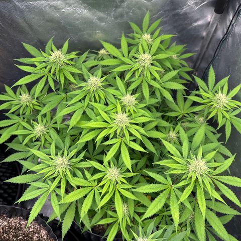 Gorilla Ghost growlog timeline photo