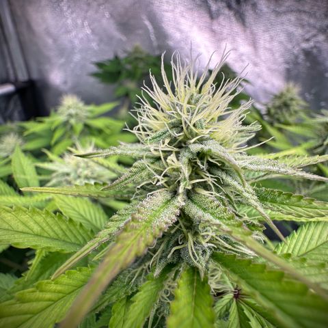 Gorilla Banana growlog timeline photo