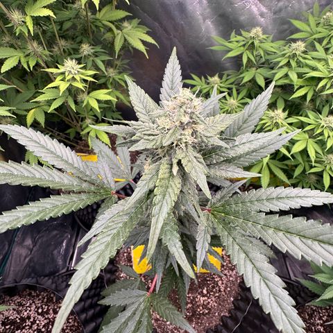 Blueberry Kush growlog timeline photo