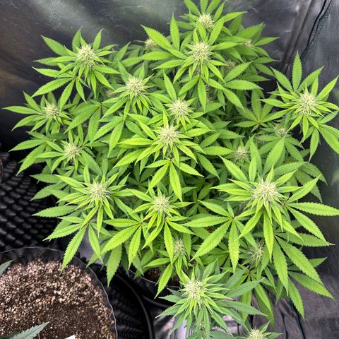 Gorilla Ghost growlog timeline photo