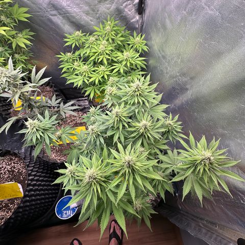 White Gorilla growlog timeline photo